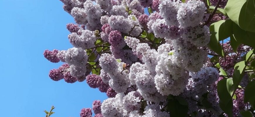 Дремотность