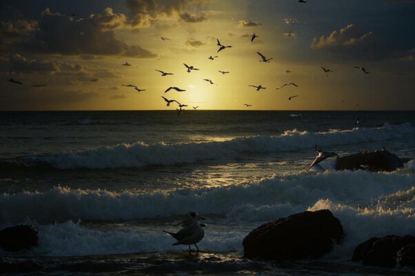 «Мы шли на Лидо в час рассвета...»