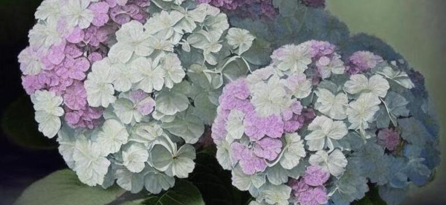 «Когда в страдании девица отойдет...»