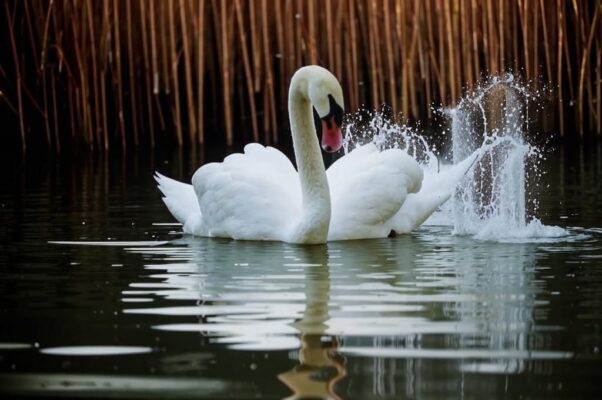 «Как блеклые стебли колеблются мысли...»