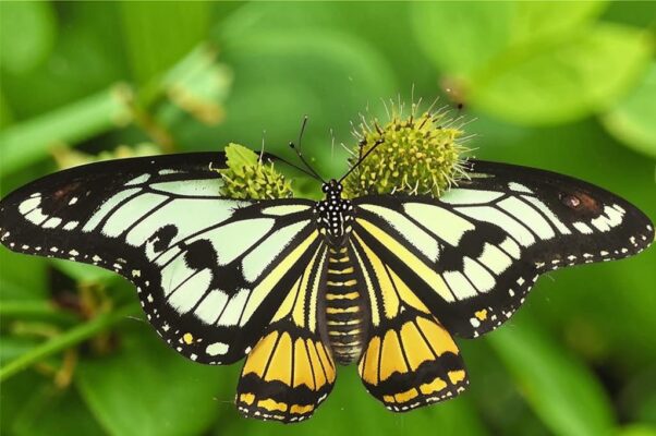 «Гусеницей стать немыслимо...»