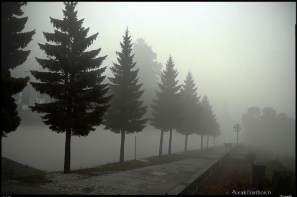«Хмурые липы в пятнах кудрявых впадин...»