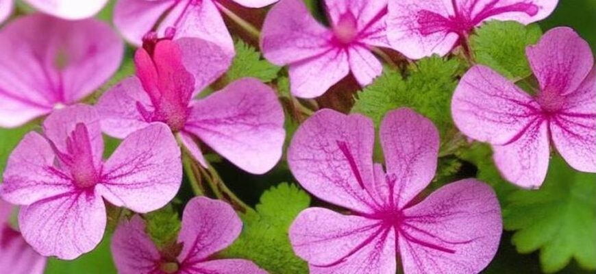 Фейная война