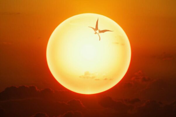 День («Жадное солнце вставало дыбом…»)