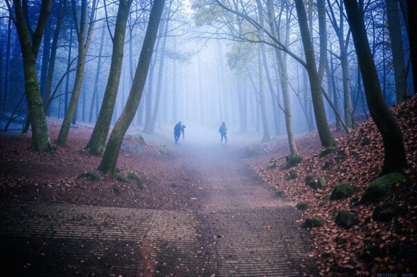 «И лес уже не глядит на нас...»