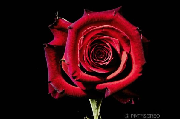 «От алой розы, розы любви...»