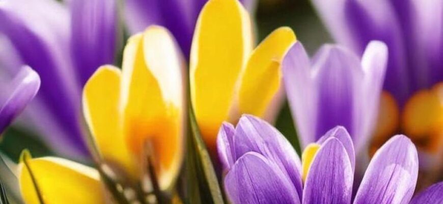 «Еще необходимо любить и убивать...»