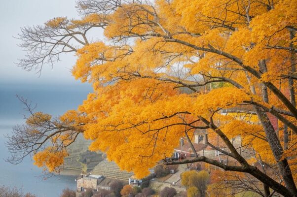 «Ничем незаметно оно, и птицы минуют напевом...»