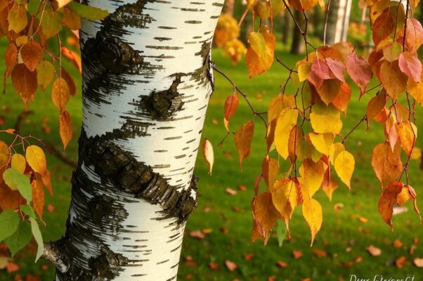 «Живительного воздуха пласты...»