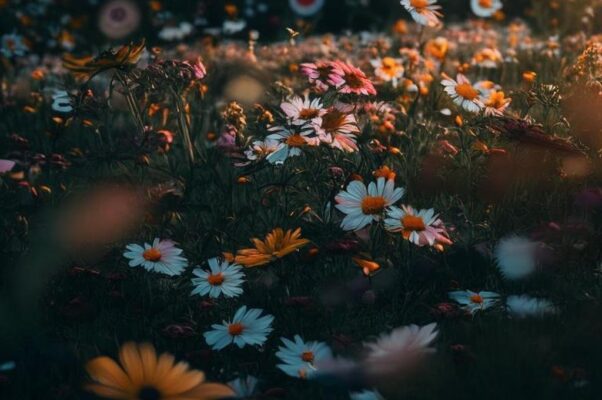 «Она, как прежде, захотела...»