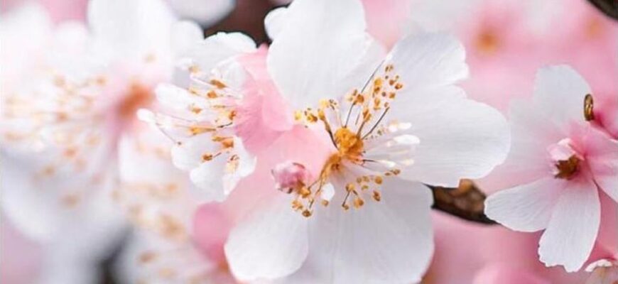 Зимний поезд