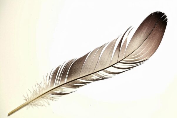 Перо («Перо гусиное в сторонке вижу я…»)