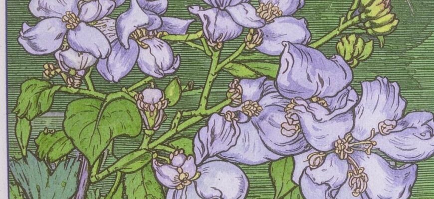 «Лишь июнь сортавальские воды согрел...»