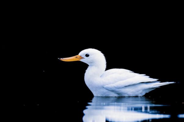 «Когда смыкаешь ты ресницы...»