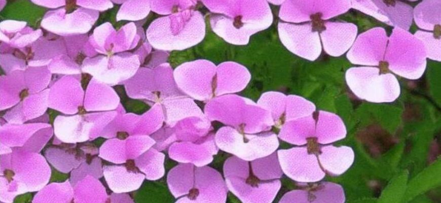 Поэты («Ю. Балтрушайтис…»)