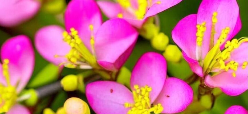 Старая лошадь