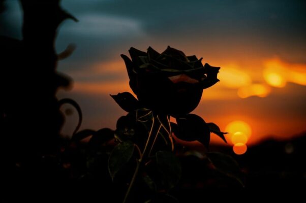 Роза и соловей