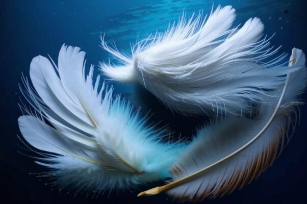 «Белеющими перьями гусей...»