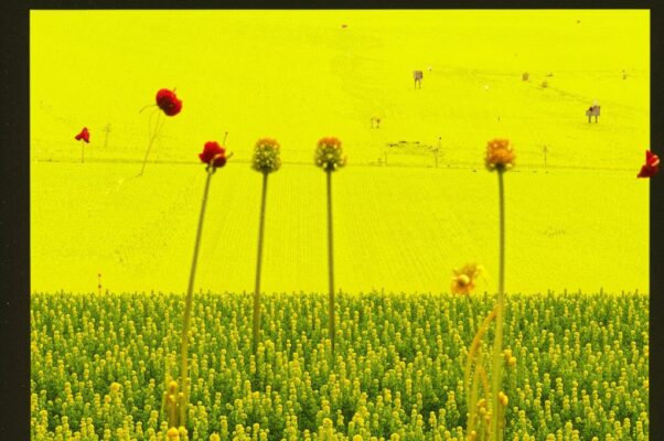 Песня («Ах!  Зачем тебя…»)