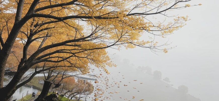 «Белесоватое небо, слепое, и ветер тоскливый...»