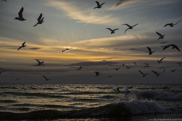 «Отчалила лодка. Чуть брезжил рассвет...»