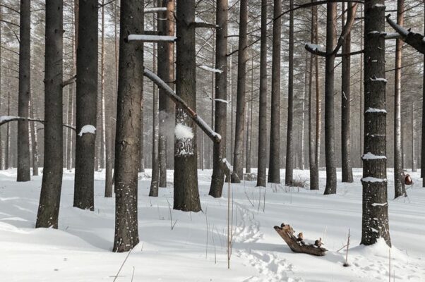 Зимой в лесу