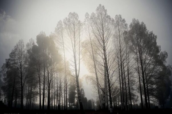 «Деревья в серых балахонах...»
