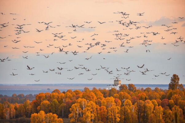 Журавли («Одни среди пустых, разрыхленных поле…»)