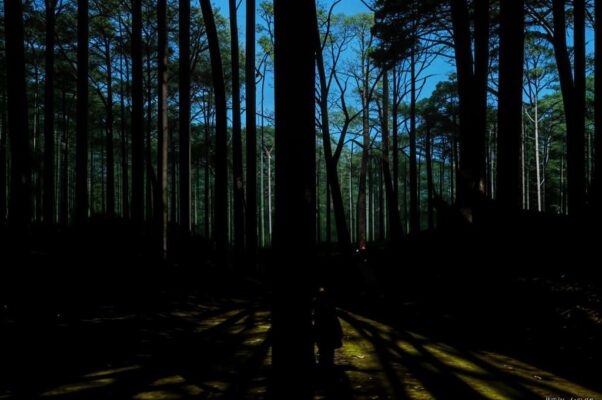 «Нет, не боюсь языческого лика я:...»