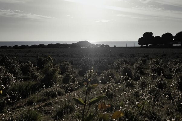 «На юге Франции далекой...»