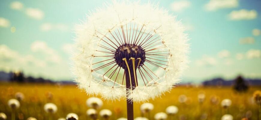 Седой одуванчик