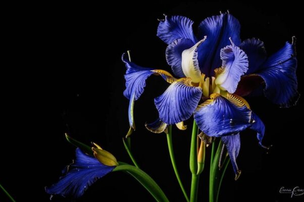 «Флоренция, ты ирис нежный...»