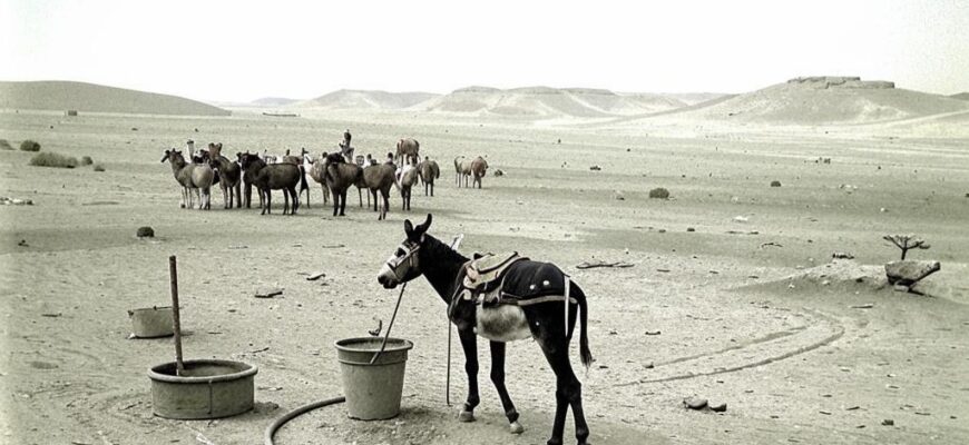 Поля египетские