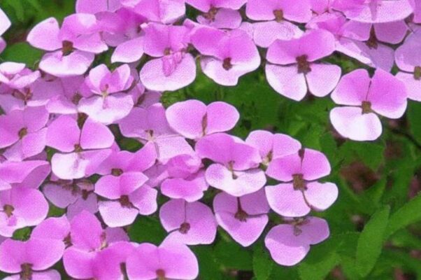 «— Всё ли спокойно в народе?..»