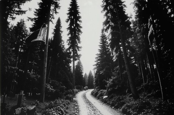 «Нет конца лесным тропинкам...»