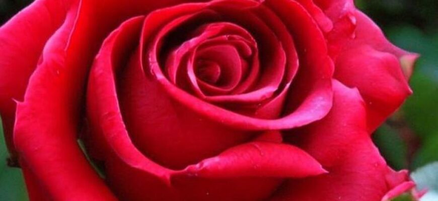 «Что в крови прижилось, то не минется...»