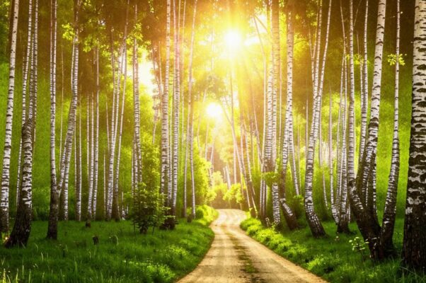 «Ты названа не зря березовой аллеей...»