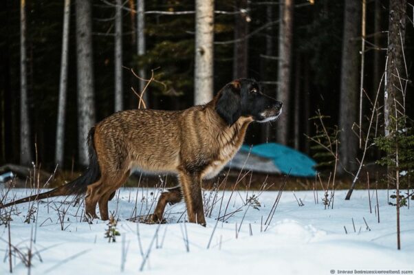 Охотничья песнь