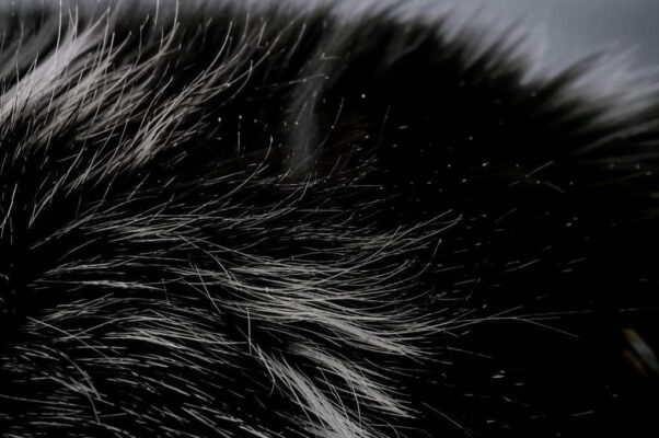 Песня («В черном небе волчья проседь…»)