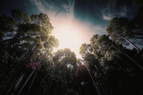 «Всё меньше цветения в мире...»