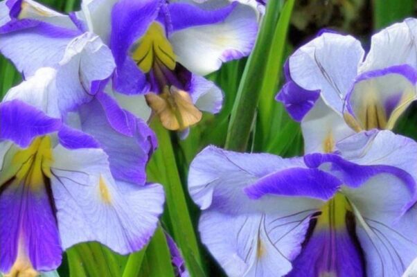 Александр Великий