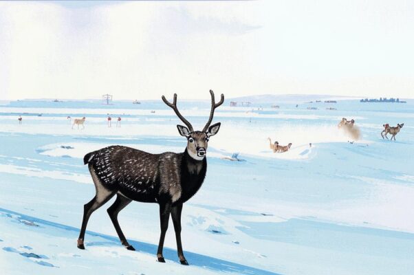 «Когда в полярный белый край...»