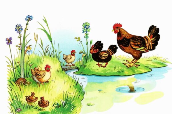 «У старой наседки пропали цыплята...»