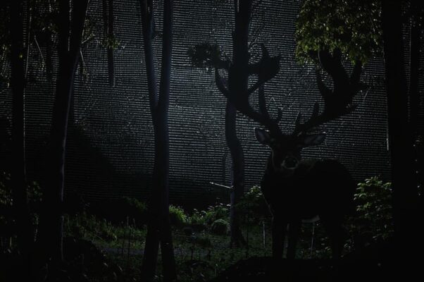 «Небо запуталось звездными крыльями...»