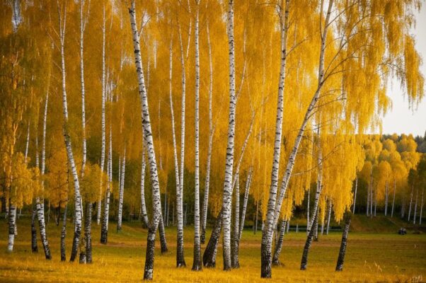 Осенью («Рдяны краски…»)