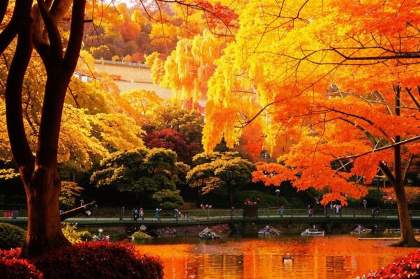 «От кленов золотые тени...»