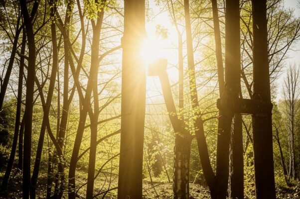 «Солнца изранили жилы...»