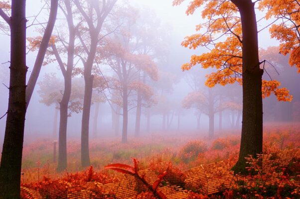 Осенью («Вот осень в шорохах и звона…»)