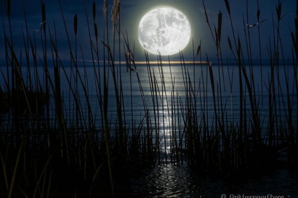 «Мы белые дочери...»