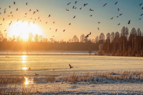 Журавли («Ал.  Меньшов…»)